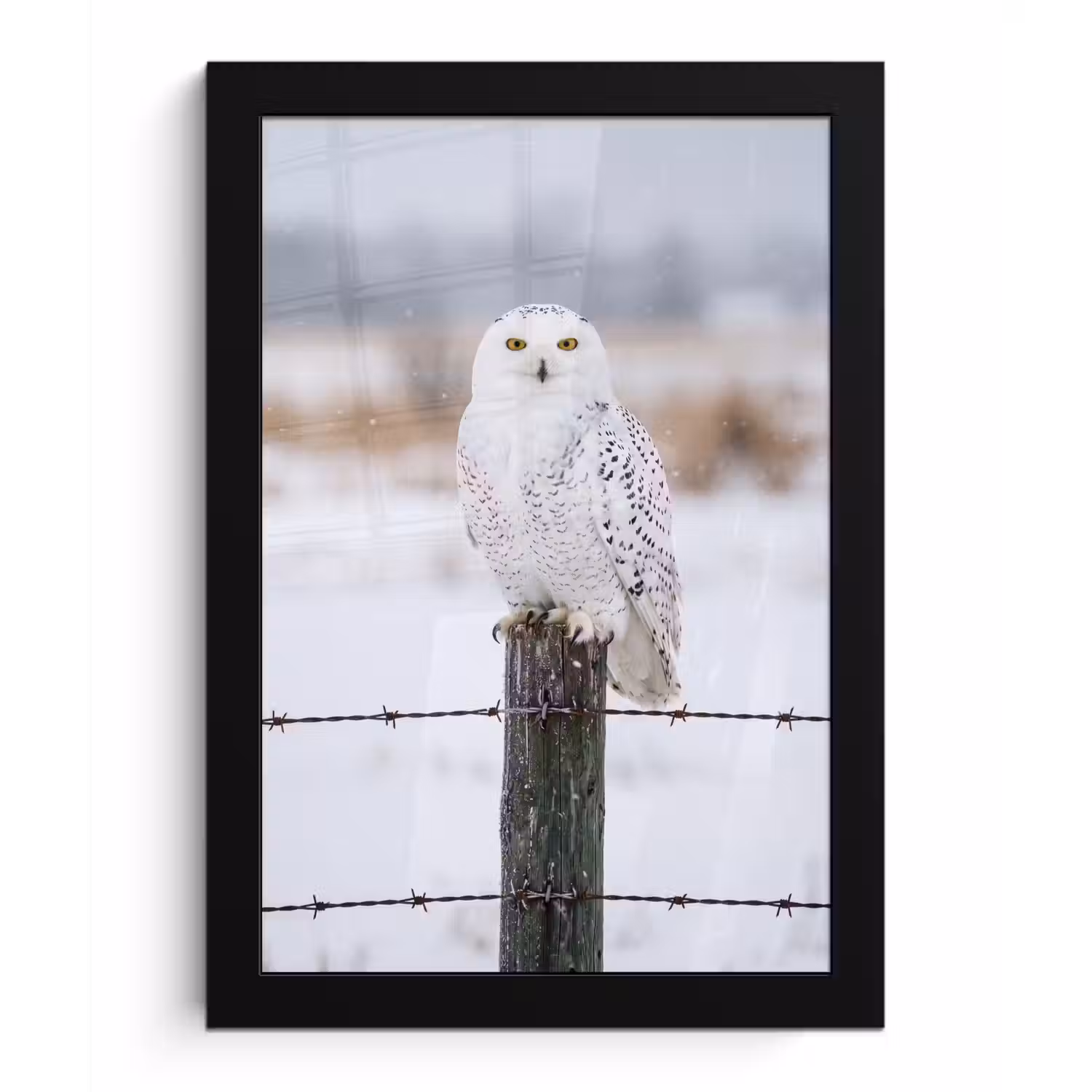 Sneeuwuil - Hek - Sneeuw - Wit fotolijst zwart zonder passe partout klein -3d