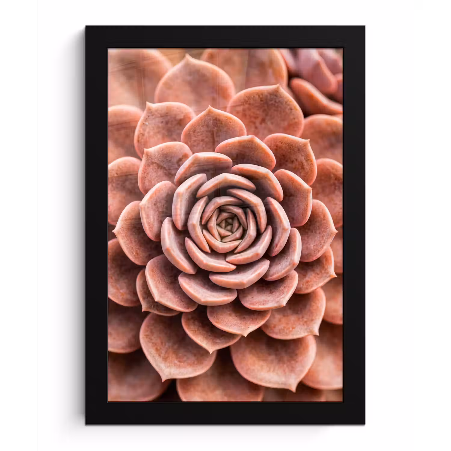 Vetplant - Organisch - Roze fotolijst zwart zonder passe partout klein -3d