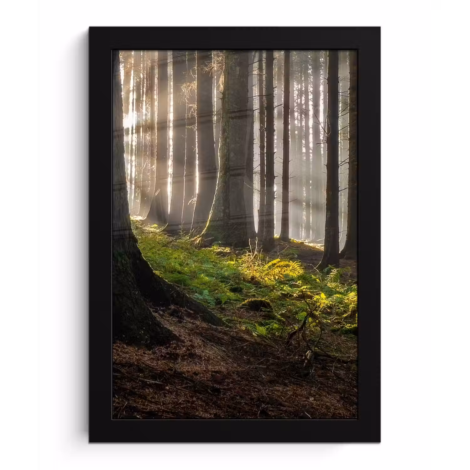 Zon - Takken - Bomen - Bos - Natuur fotolijst zwart zonder passe partout klein -3d