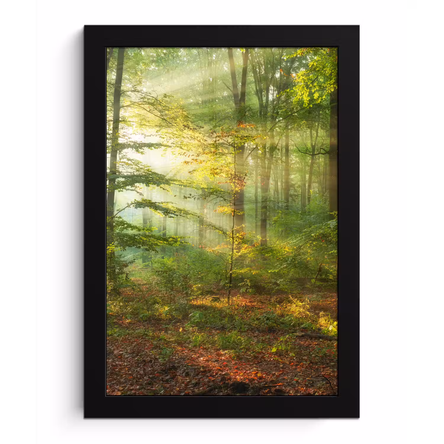 Zon - Bos - Bomen - Natuur - Herfst fotolijst zwart zonder passe partout klein -3d