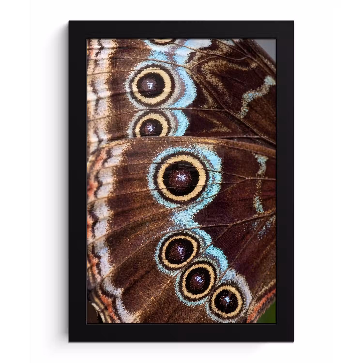 Vleugels - Vlinder - Blauw fotolijst zwart zonder passe partout klein -3d