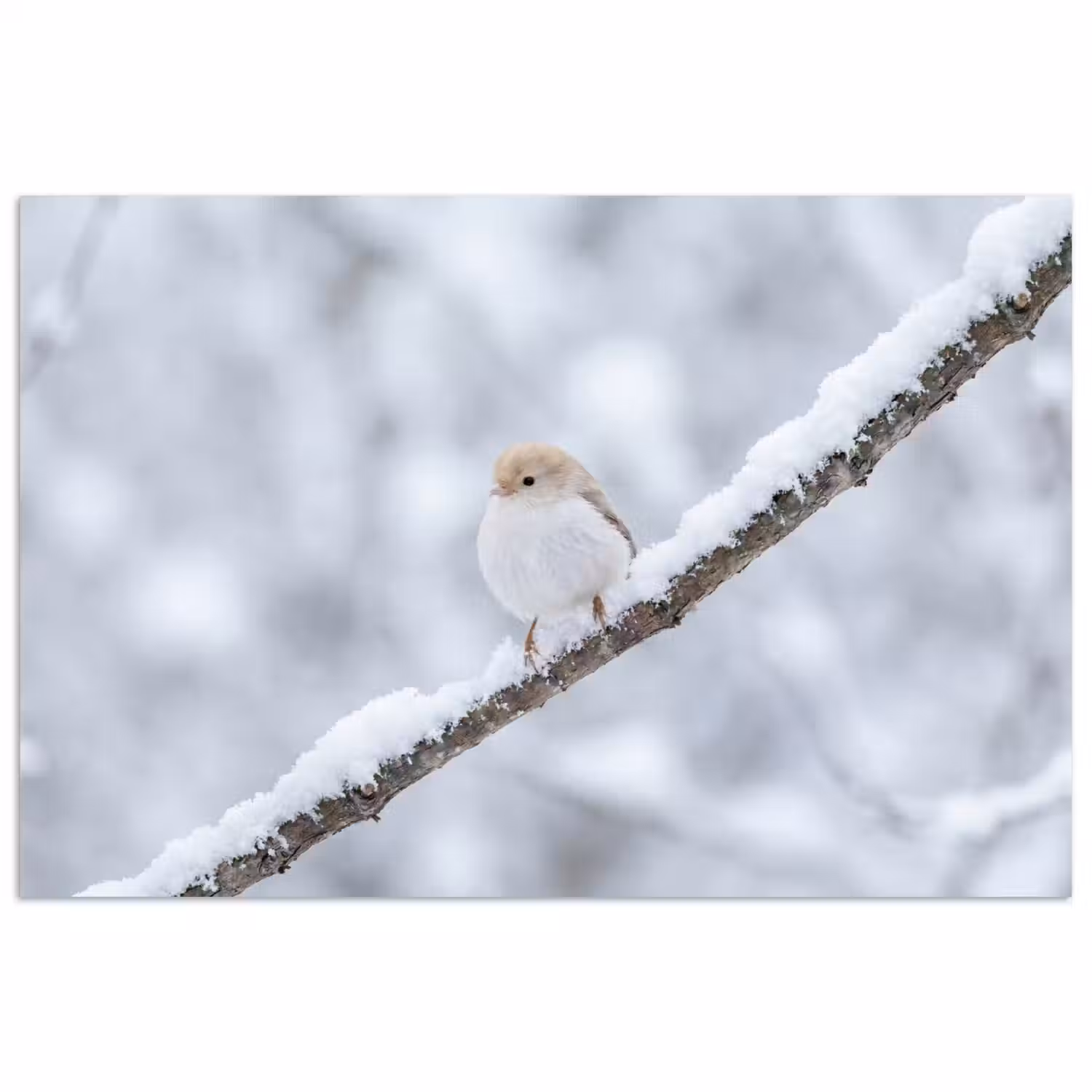 Vogeltje - Sneeuw - Tak - Winter - Zacht poster papier klein -3d