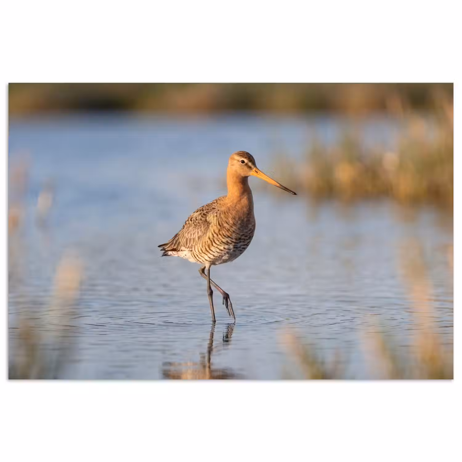 Vogel - Steltloper - Water - Natuur poster papier klein -3d