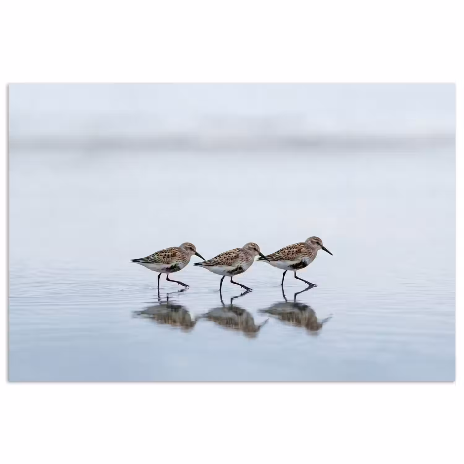 Vogels - Water - Grijs poster papier klein -3d