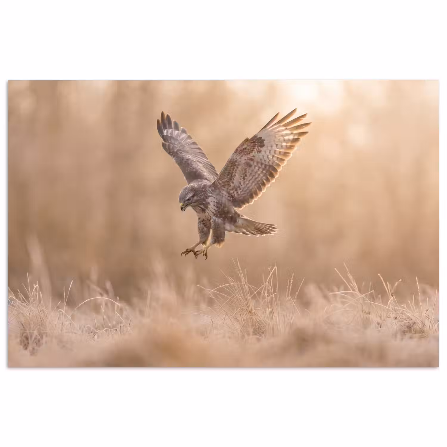 Buizerd - Roofvogel - Natuur - Bruin poster papier klein -3d