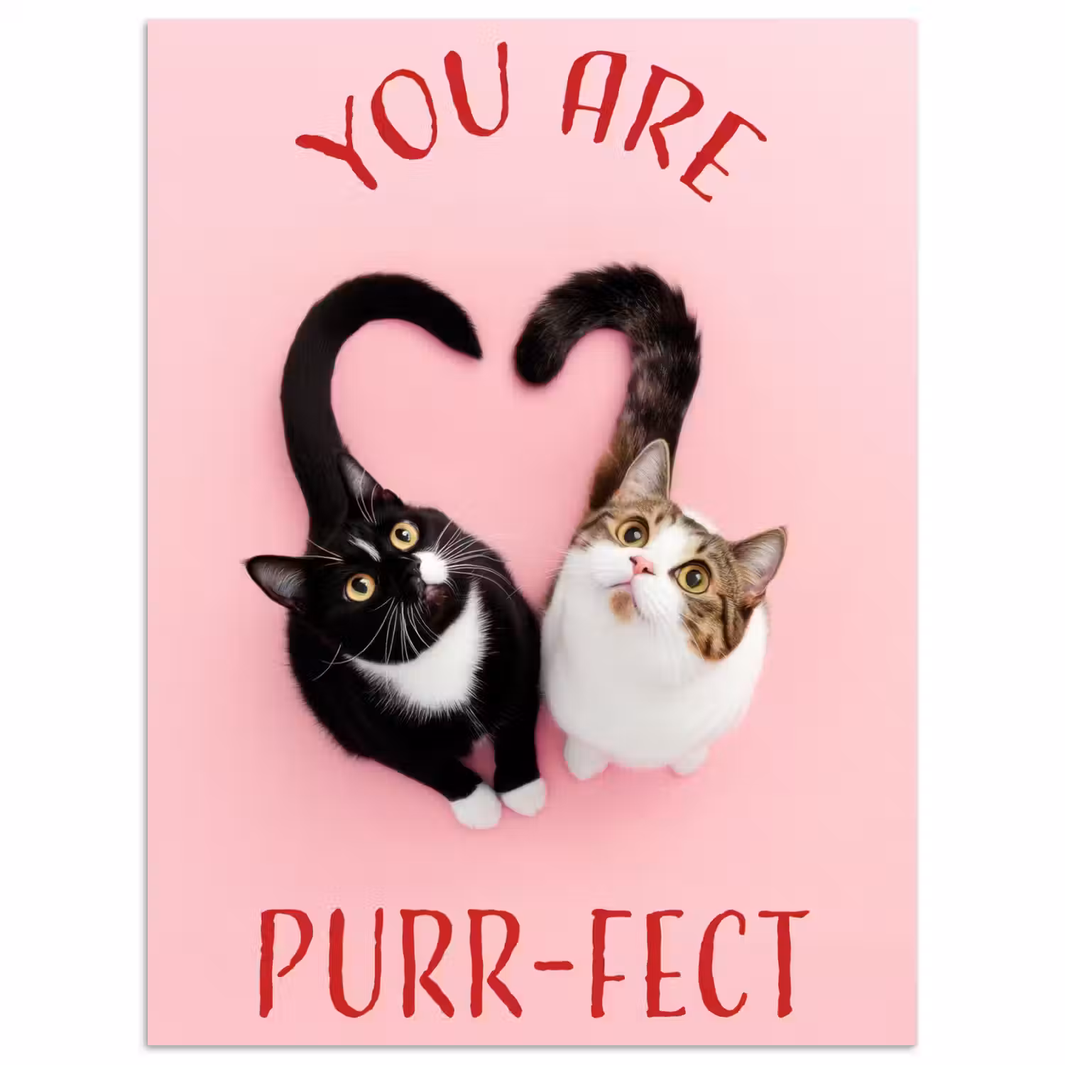 Kat - Hart - Tekst - Valentijn poster papier klein -3d
