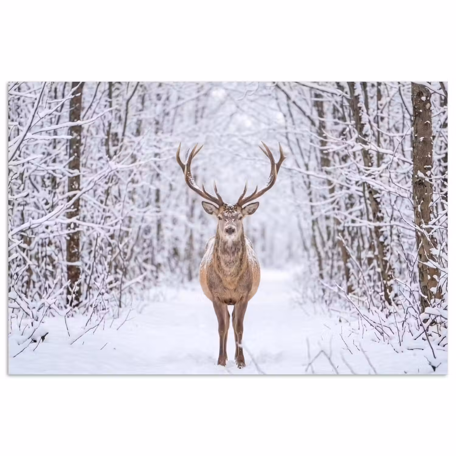Hert - Winter - Bos - Natuur - Wit poster papier klein -3d