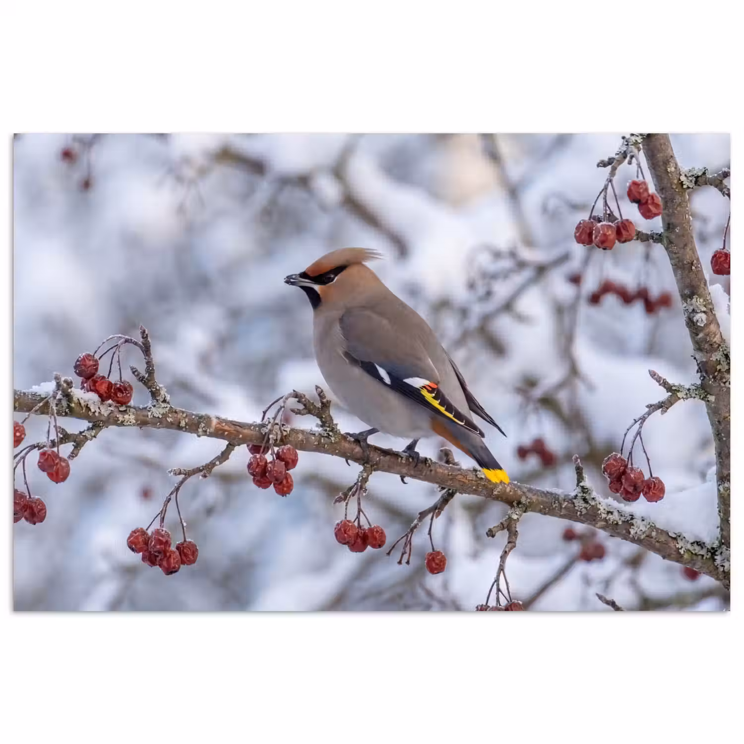 Pestvogel - Bessen - Winter - Natuur poster papier klein -3d