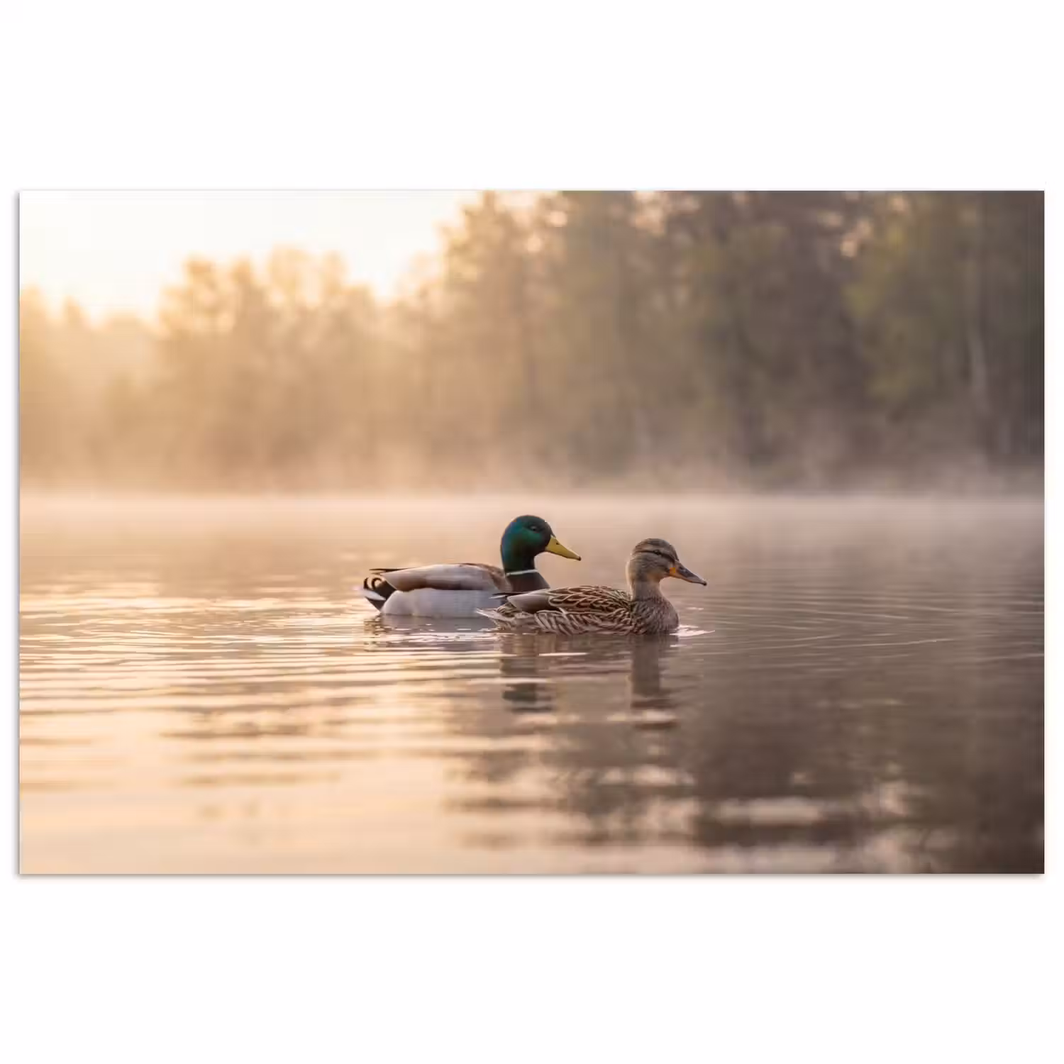 Eenden - Water - Mist - Natuur poster papier klein -3d