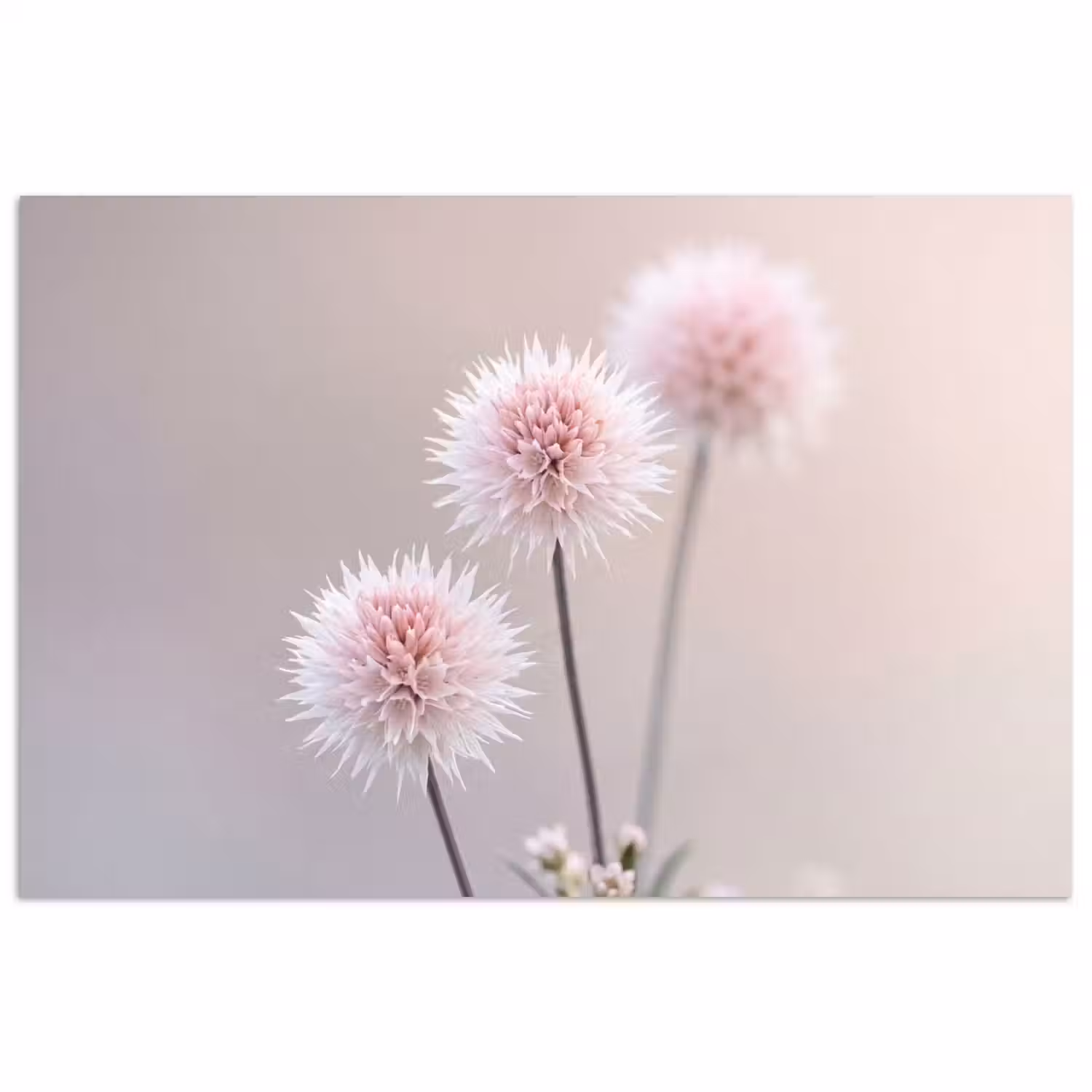 Bloemen - Bollen - Roze poster papier klein -3d