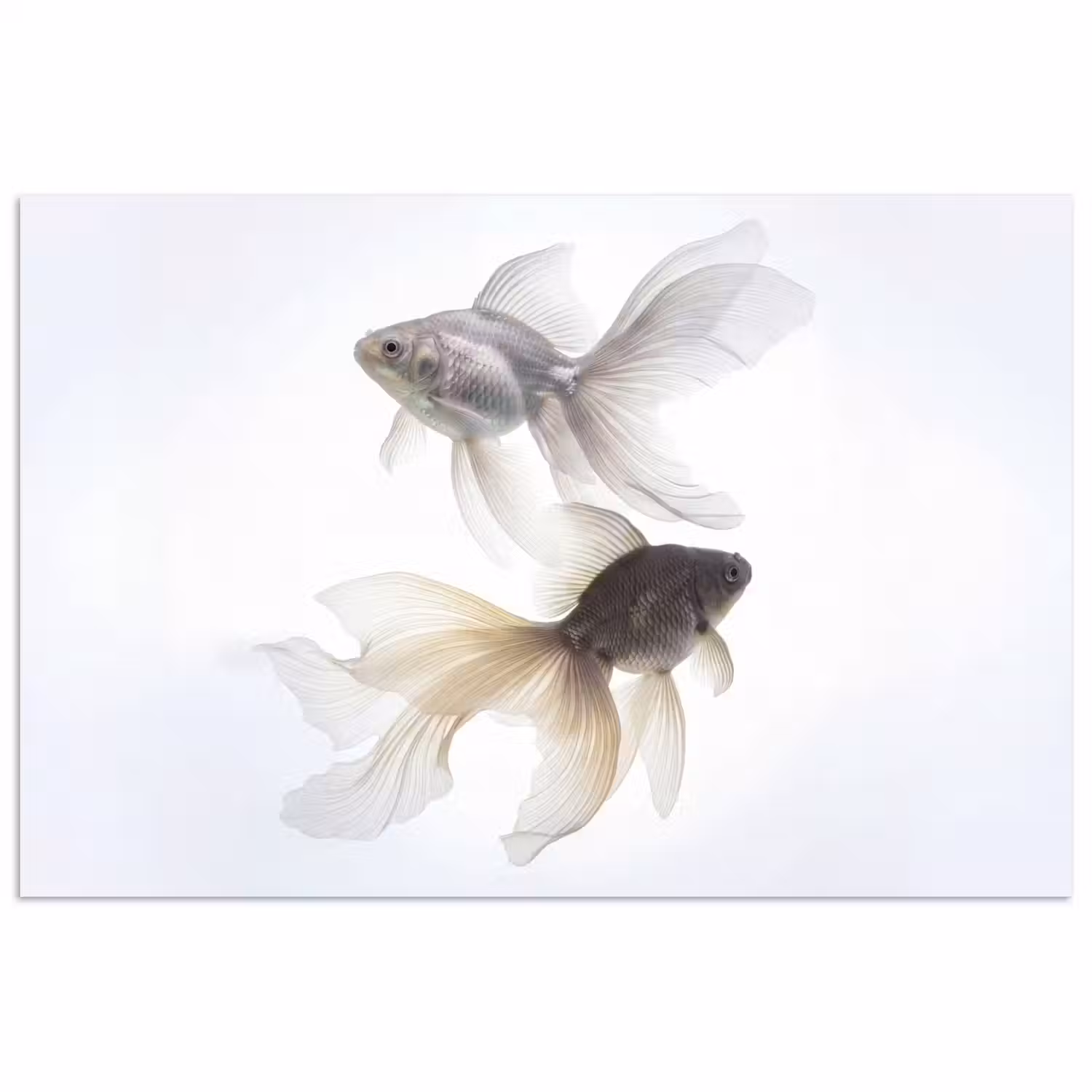 Goudvissen - Modern - Wit poster papier klein -3d