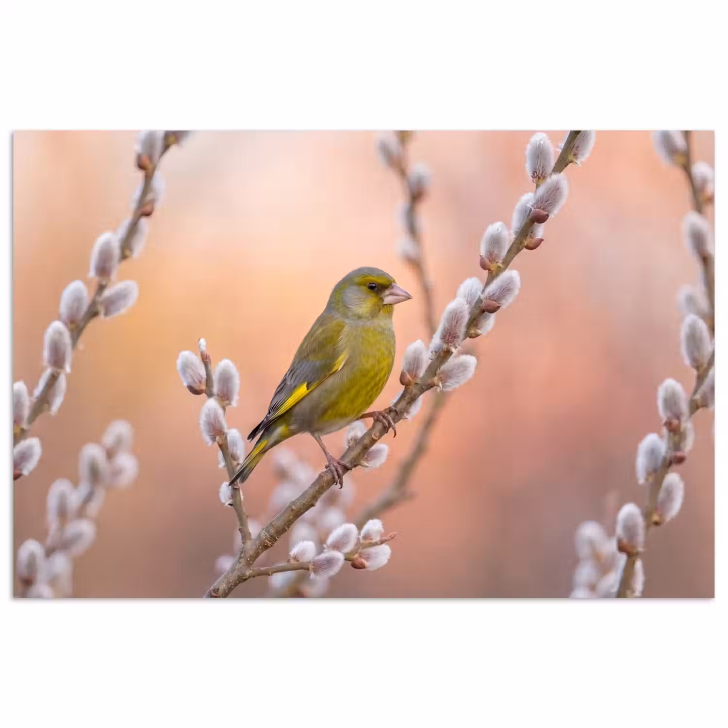 Groenling - Katjes - Lente - Natuur - Zacht poster papier klein -3d