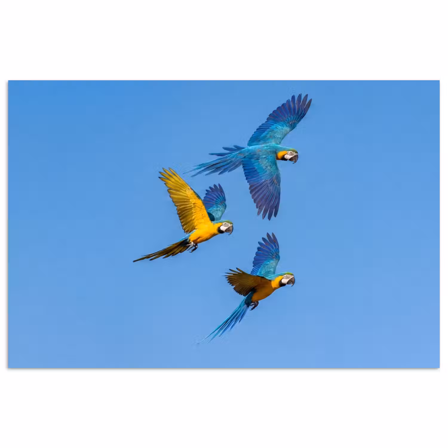Papagaai - Vliegen - Blauw - Geel poster papier klein -3d