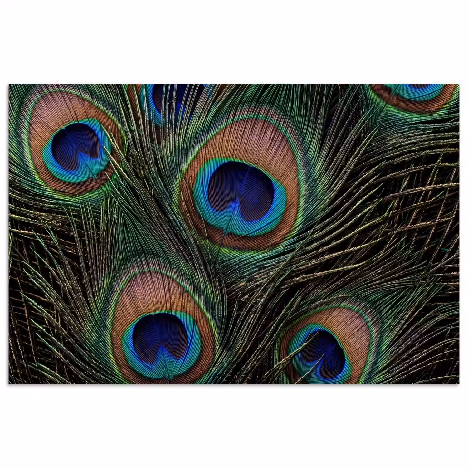Pauwenveren - Klassiek - Groen poster papier klein -3d