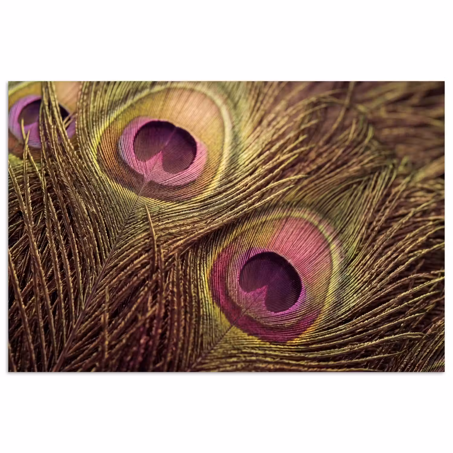 Pauw - Veren - Paars - Groen poster papier klein -3d