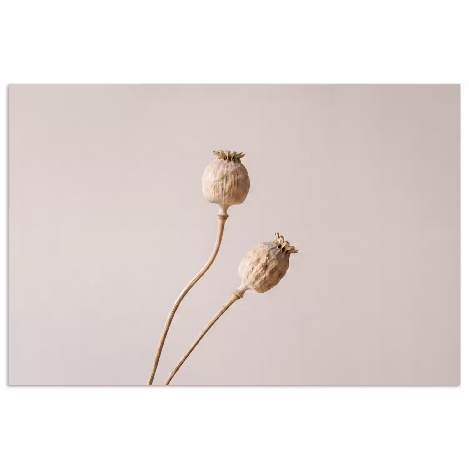 Papaverbollen - Droogbloemen - Minimalistisch - Beige - Rustig poster papier klein -3d