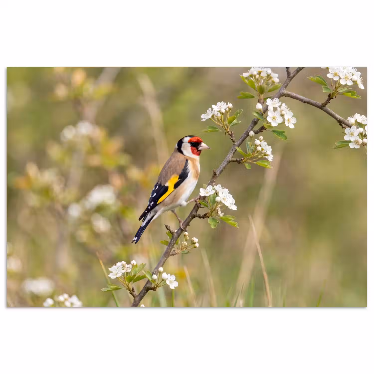 Putter - Bloesem - Lente - Natuur - Kleurrijk poster papier klein -3d