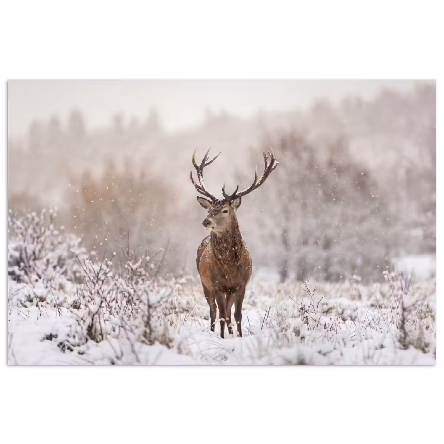 Edelhert - Bos - Sneeuw - Winter - Majestueus poster papier klein -3d
