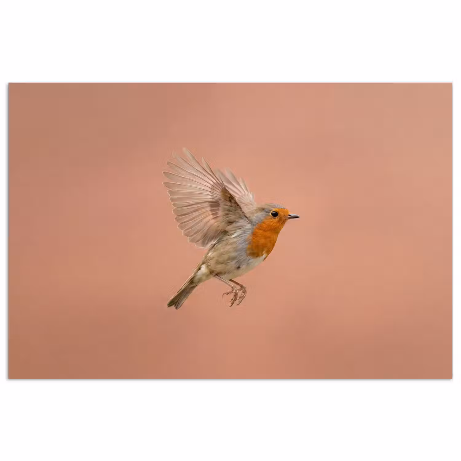 Roodborst - Natuur - Roze poster papier klein -3d