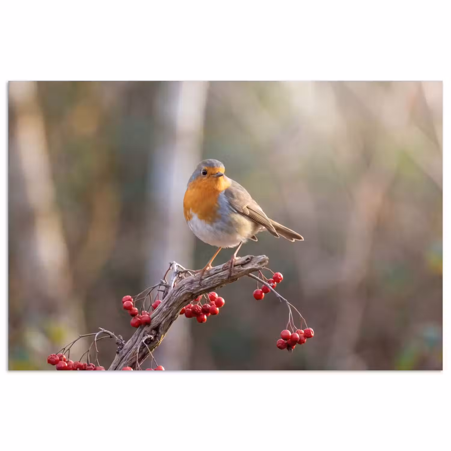 Roodborst - Tak - Bessen - Natuur poster papier klein -3d