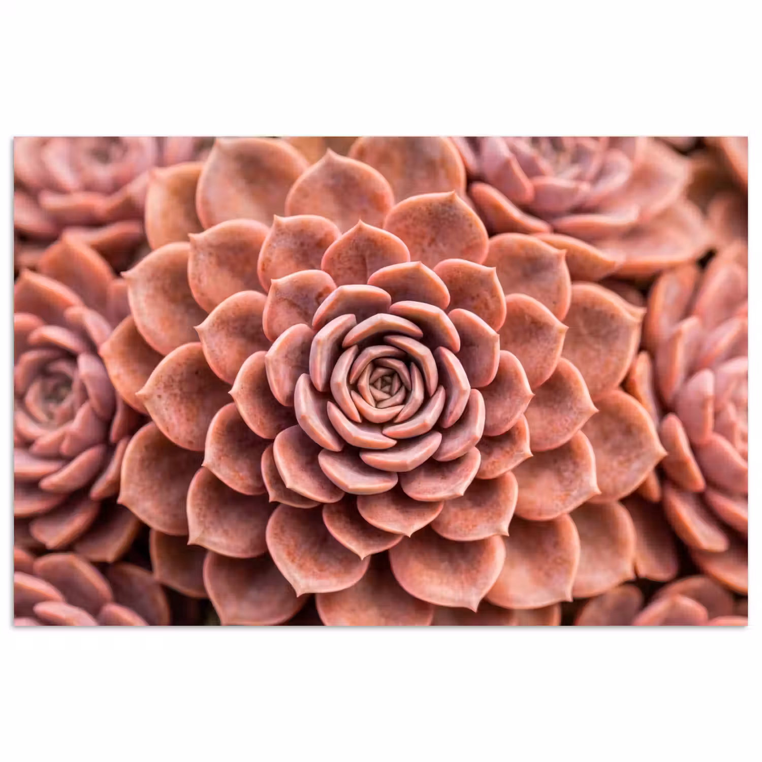 Vetplant - Organisch - Roze poster papier klein -3d