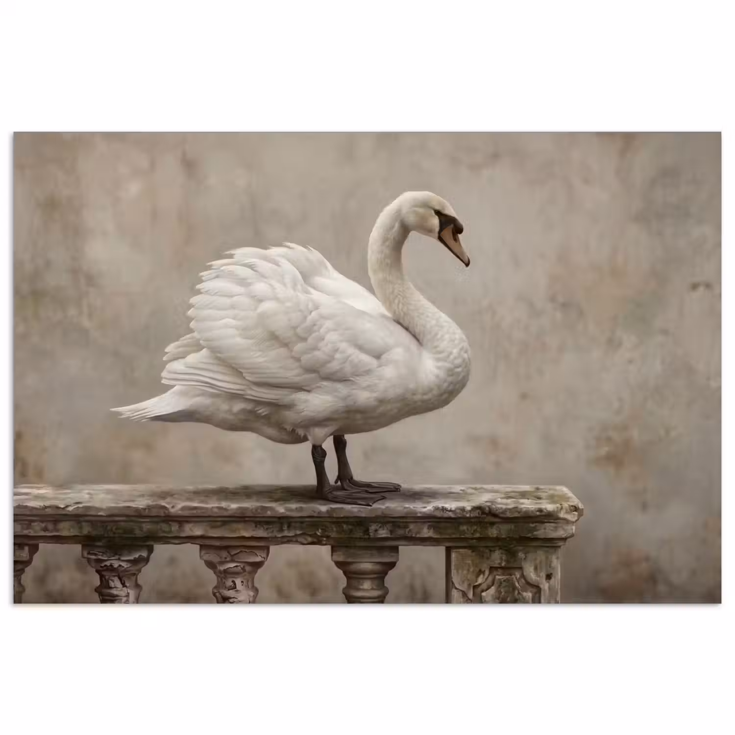 Zwaan - Elegant - Dieren - Wit poster papier klein -3d