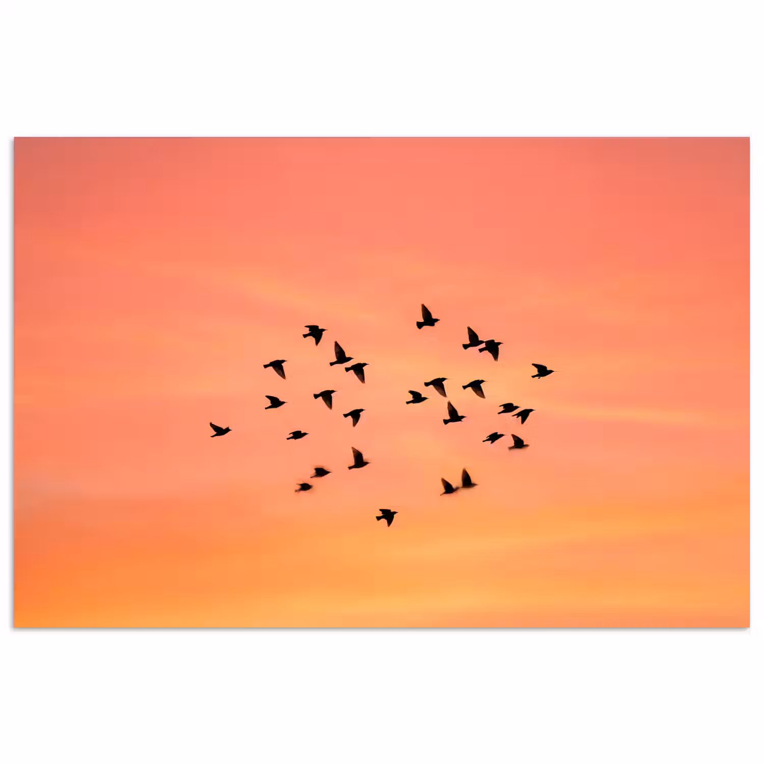 Zwerm - Vogels - Oranje poster papier klein -3d