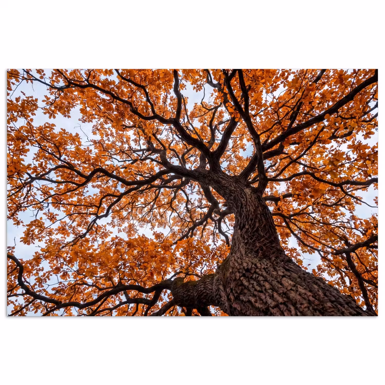 Boom - Bladerdak - Herfst - Oranje - Sfeervol poster papier klein -3d