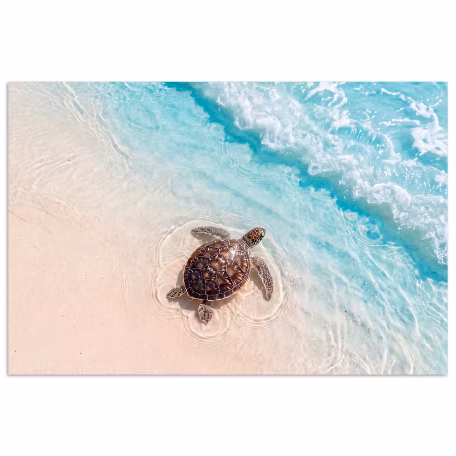 Schildpad - Helder water - Strand - Dieren - Natuur poster papier klein -3d