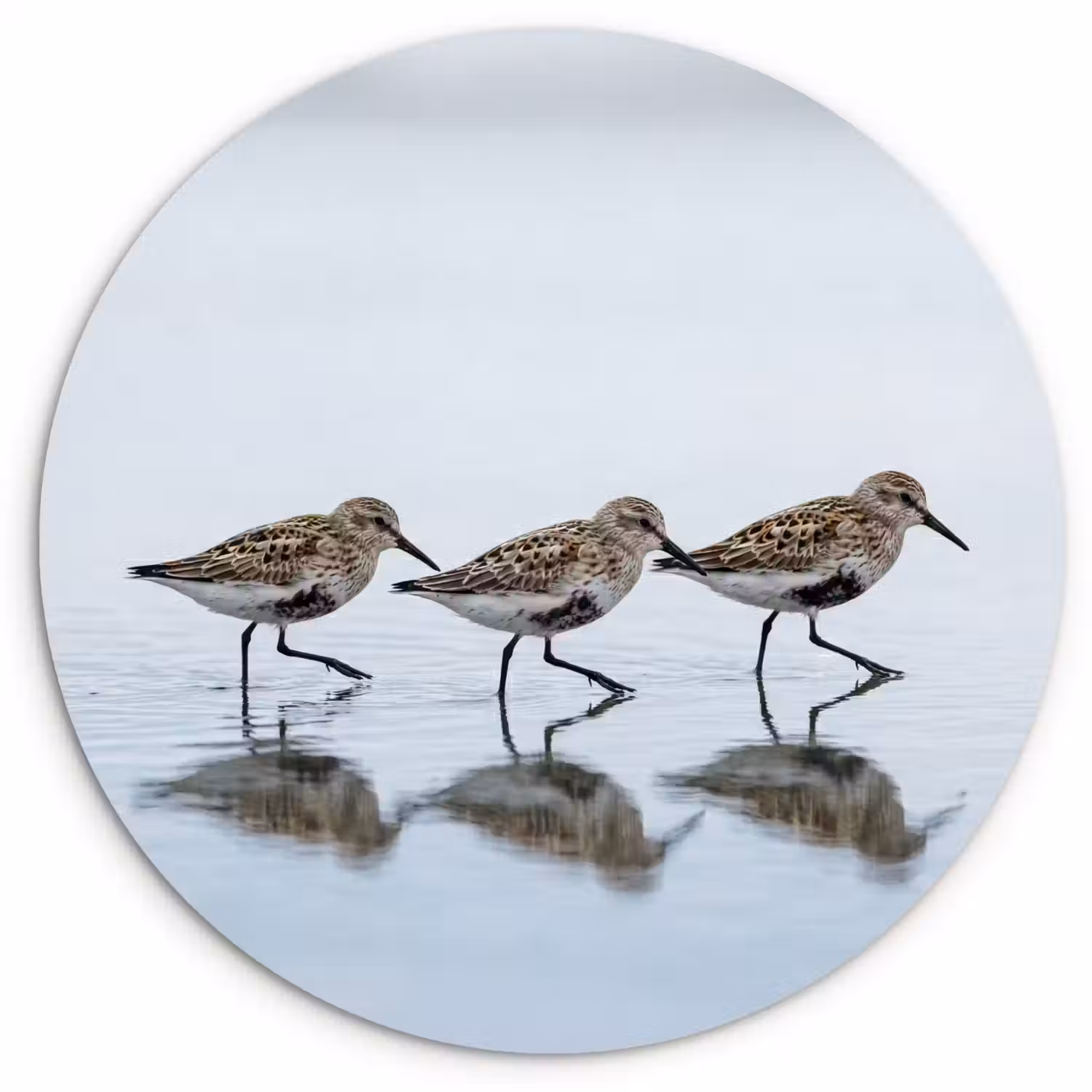Vogels - Water - Grijs Wandcirkel kunststof plaat 5mm dik klein -3d