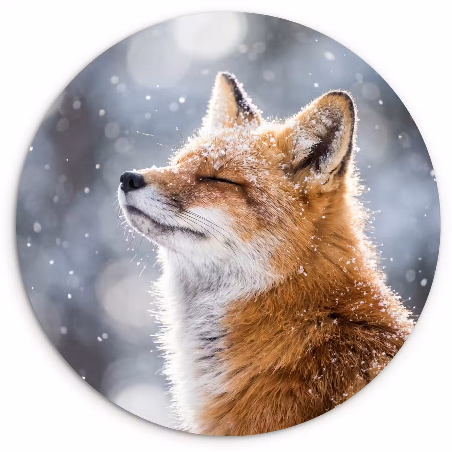 Vos - Sneeuwval - Portret - Winter - Sfeervol Wandcirkel kunststof plaat 5mm dik klein -3d