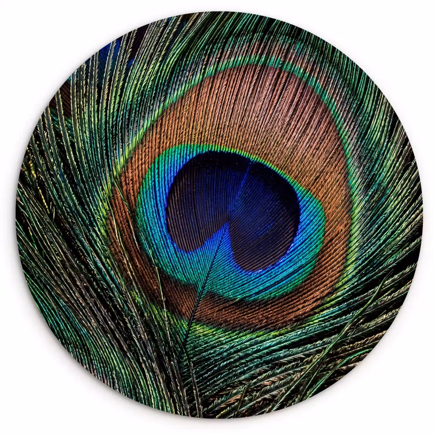 Pauwenveren - Klassiek - Groen Wandcirkel kunststof plaat 5mm dik klein -3d