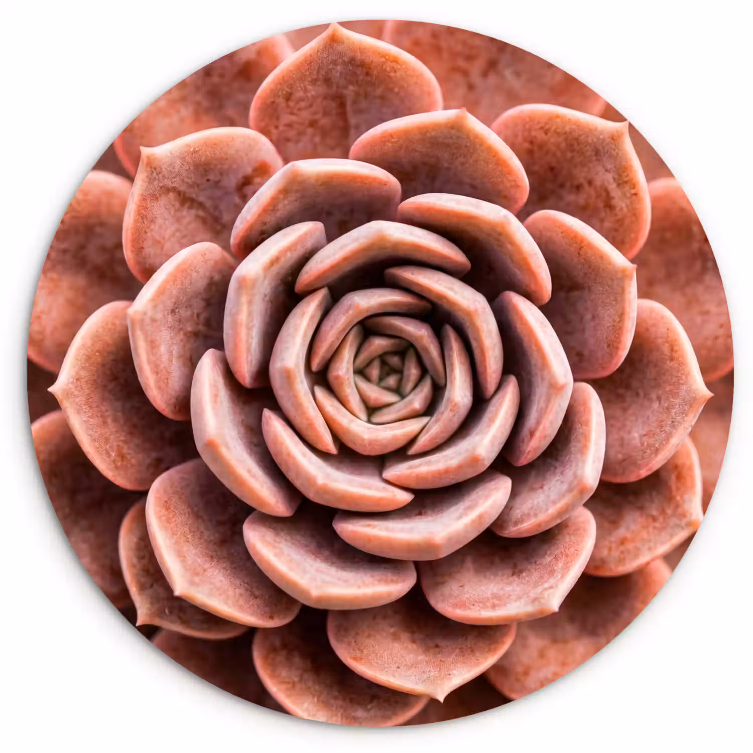 Vetplant - Organisch - Roze Wandcirkel kunststof plaat 5mm dik klein -3d