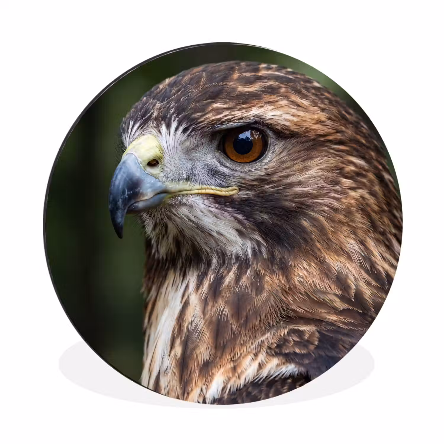 Buizerd - Roofvogel - Natuur - Bruin Wandcirkel aluminium klein -3d
