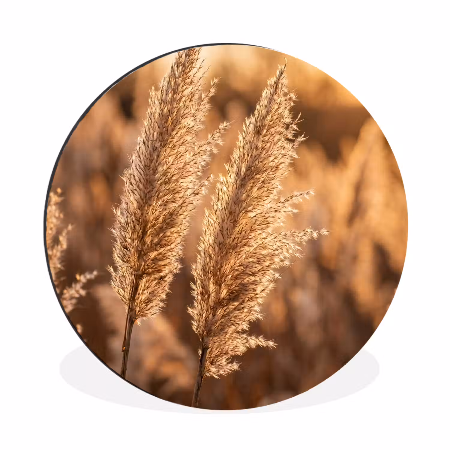 Rietpluimen - Gras - Zonsondergang - Goud - Serene Wandcirkel aluminium klein -3d