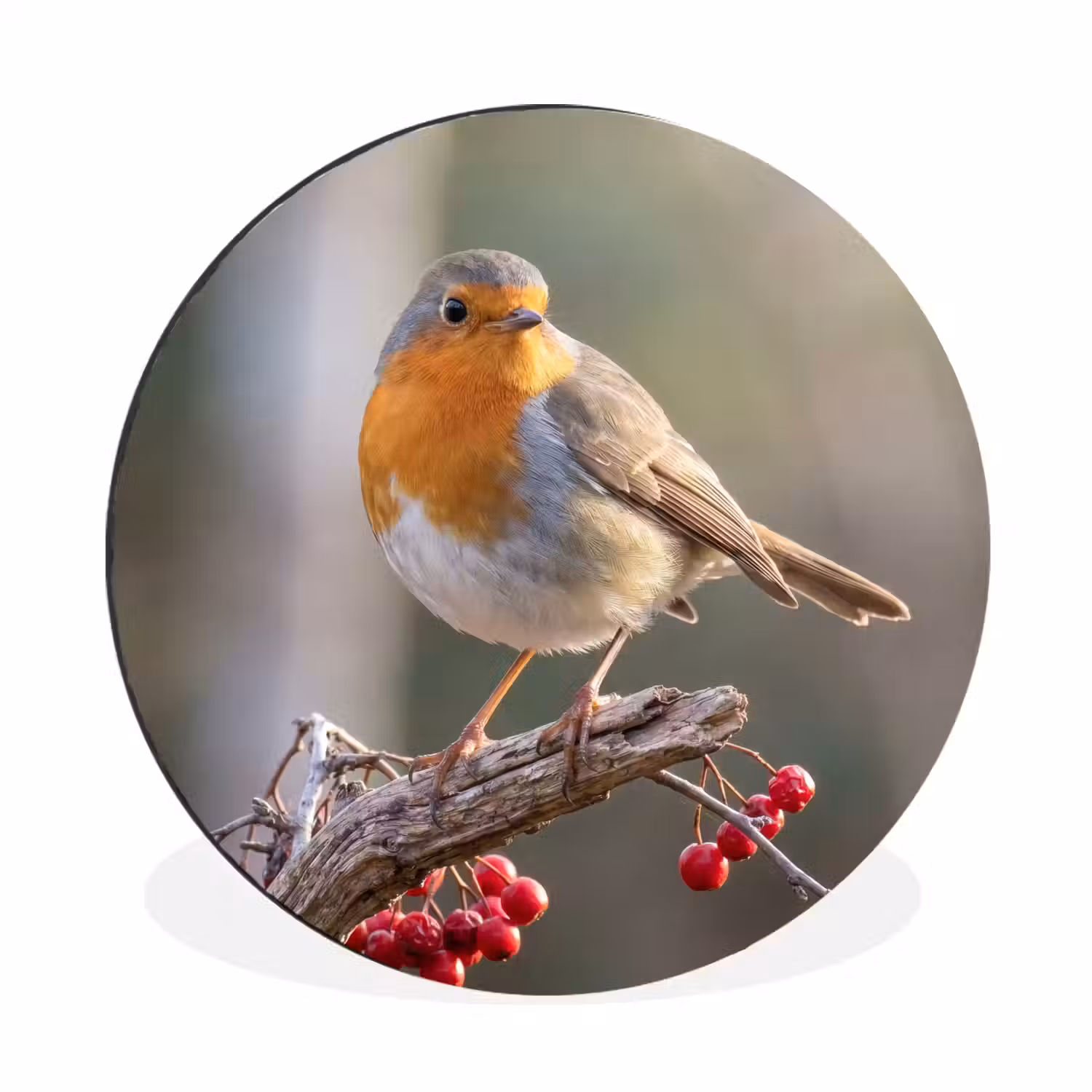 Roodborst - Tak - Bessen - Natuur Wandcirkel aluminium klein -3d