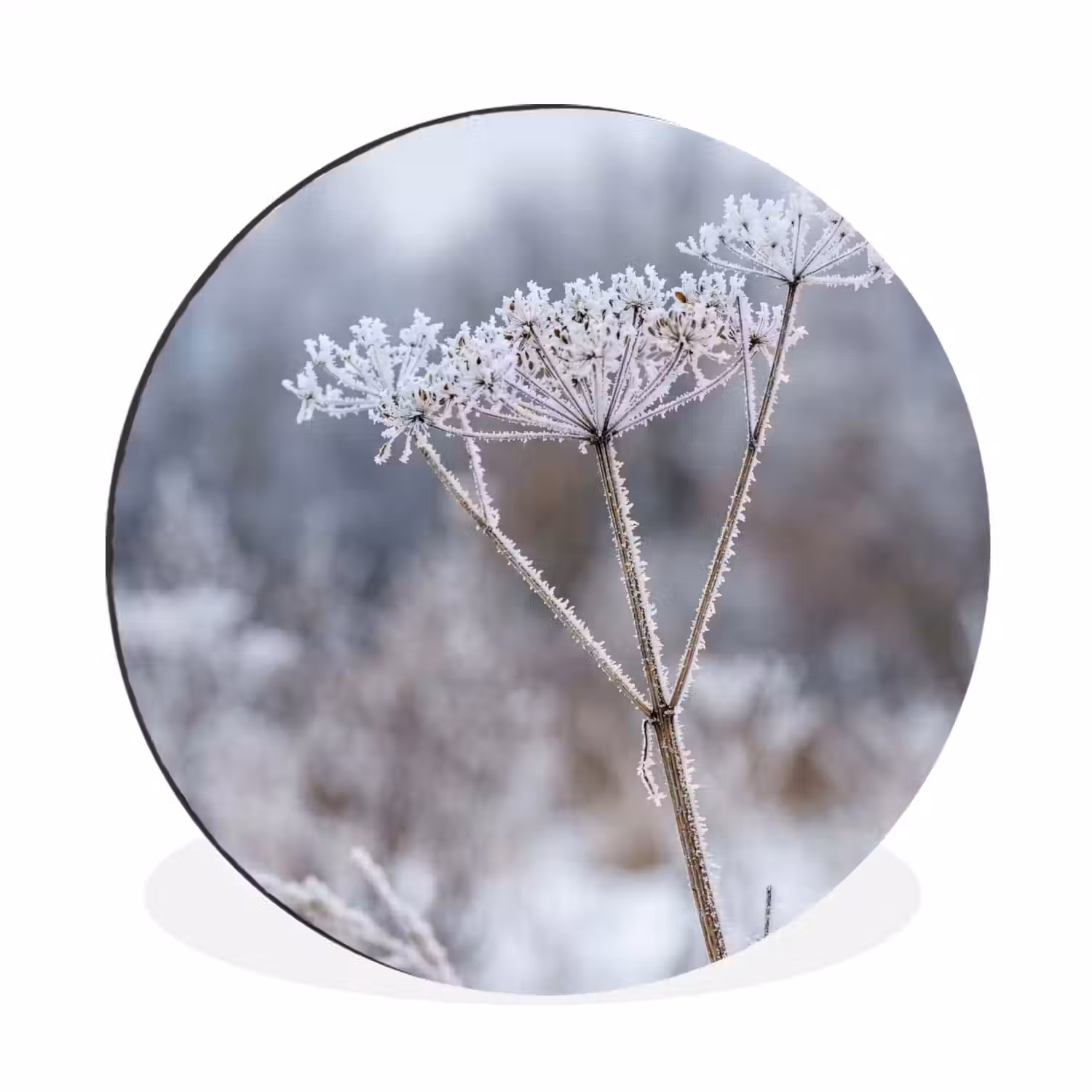 Schermbloem - Rijp - Kristallen - Winter - Delicaat Wandcirkel aluminium klein -3d