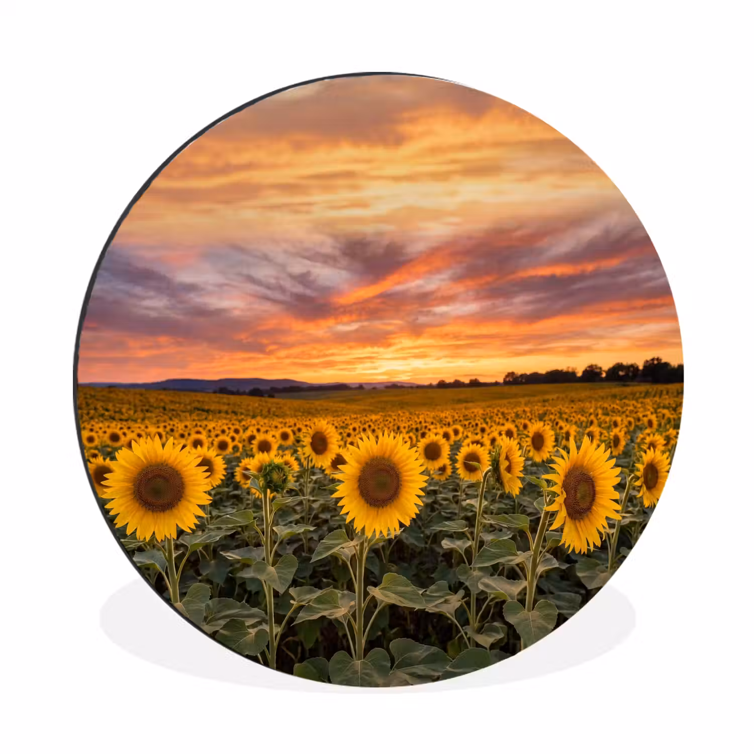 Zonnebloemen - Heuvellandschap - Geel Wandcirkel aluminium klein -3d