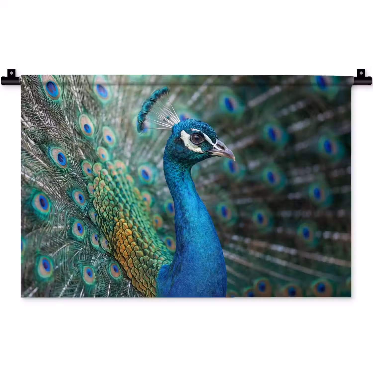 Pauw - Veren - Blauw Wandkleed katoen klein -zz3d