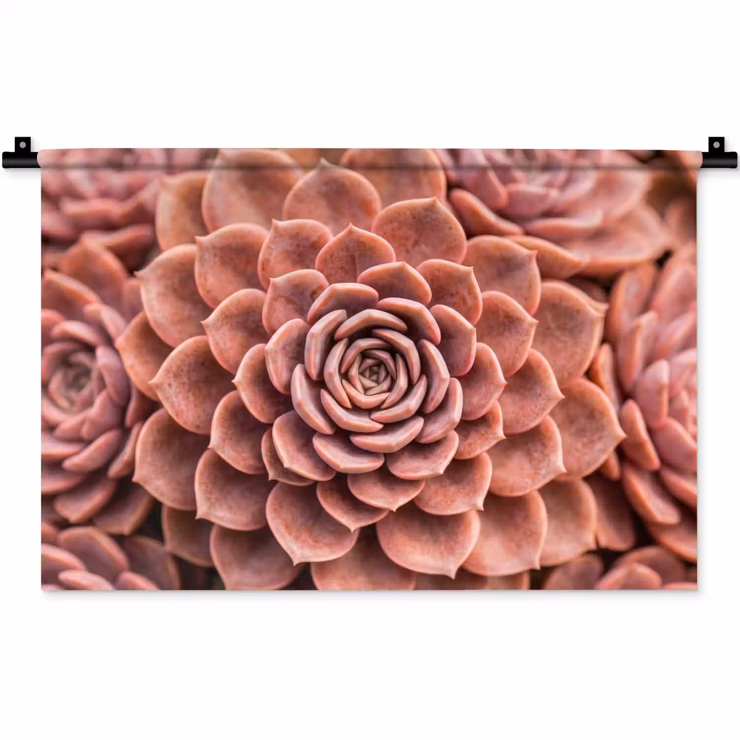 Vetplant - Organisch - Roze Wandkleed katoen klein -zz3d