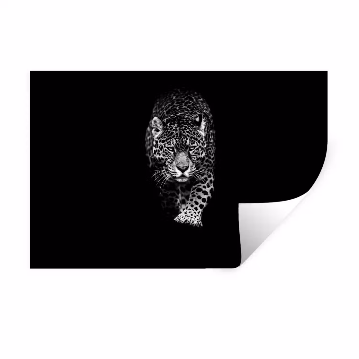 Dieren - Zwart - Luipaard - Wit - Wild Muursticker klein -3d