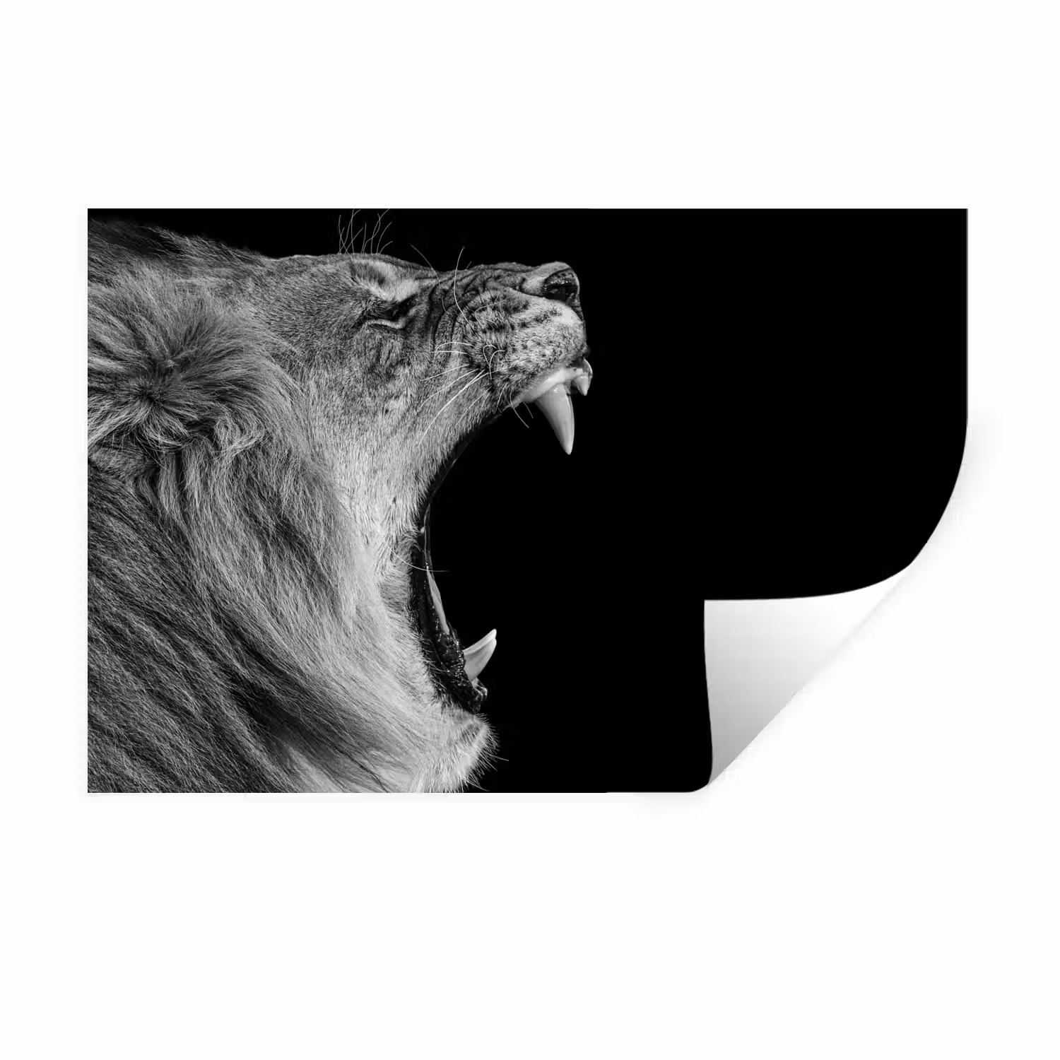 Dieren - Leeuw - Zwart - Wit - Portret Muursticker klein -3d