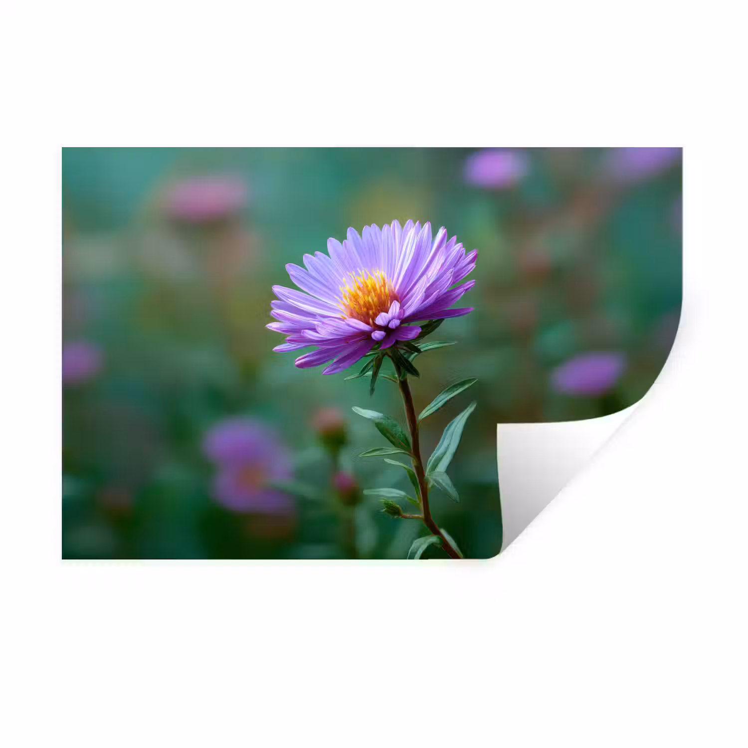 Aster - Paars - Bloem - Blaadjes Muursticker klein -3d