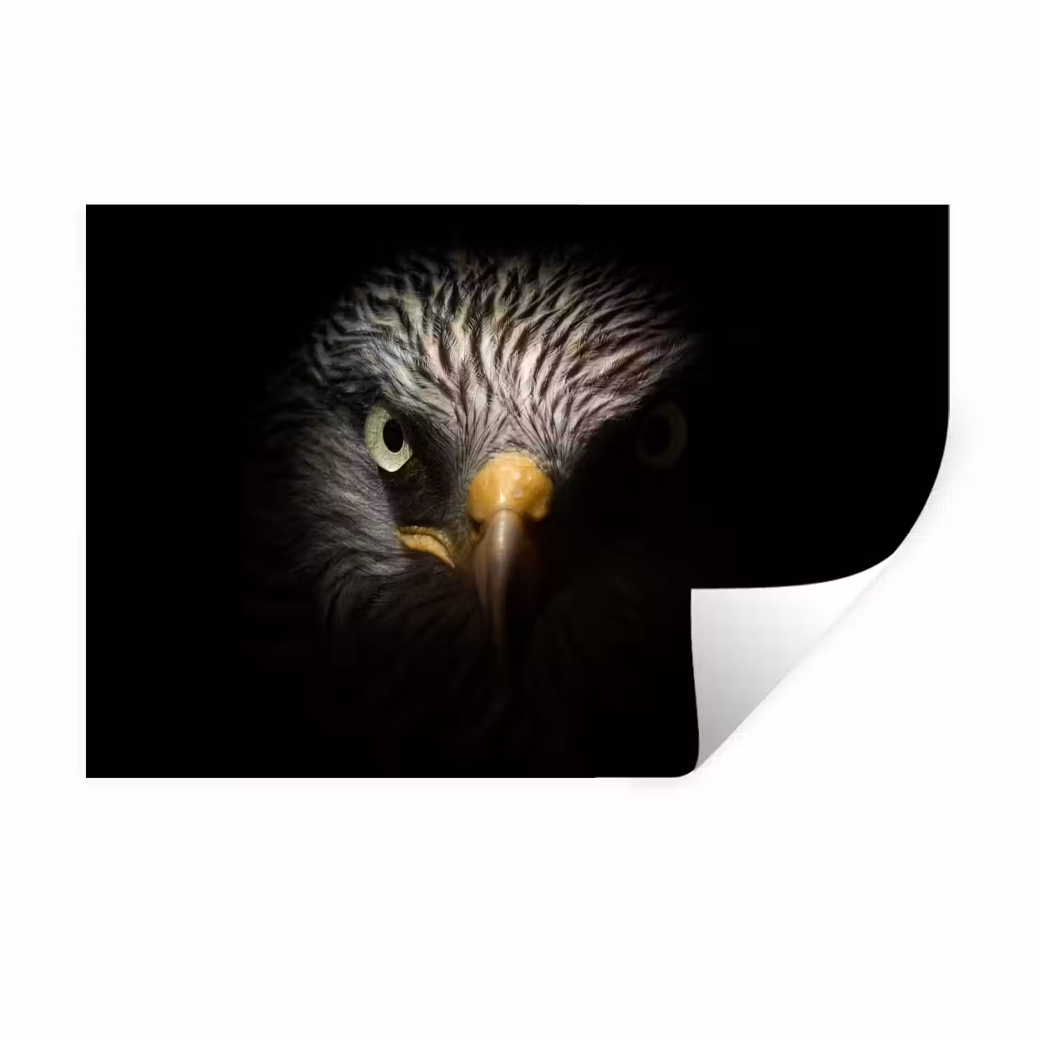 Vogel - Adelaar - Roofvogels - Oog - Snavel - Licht Muursticker klein -3d