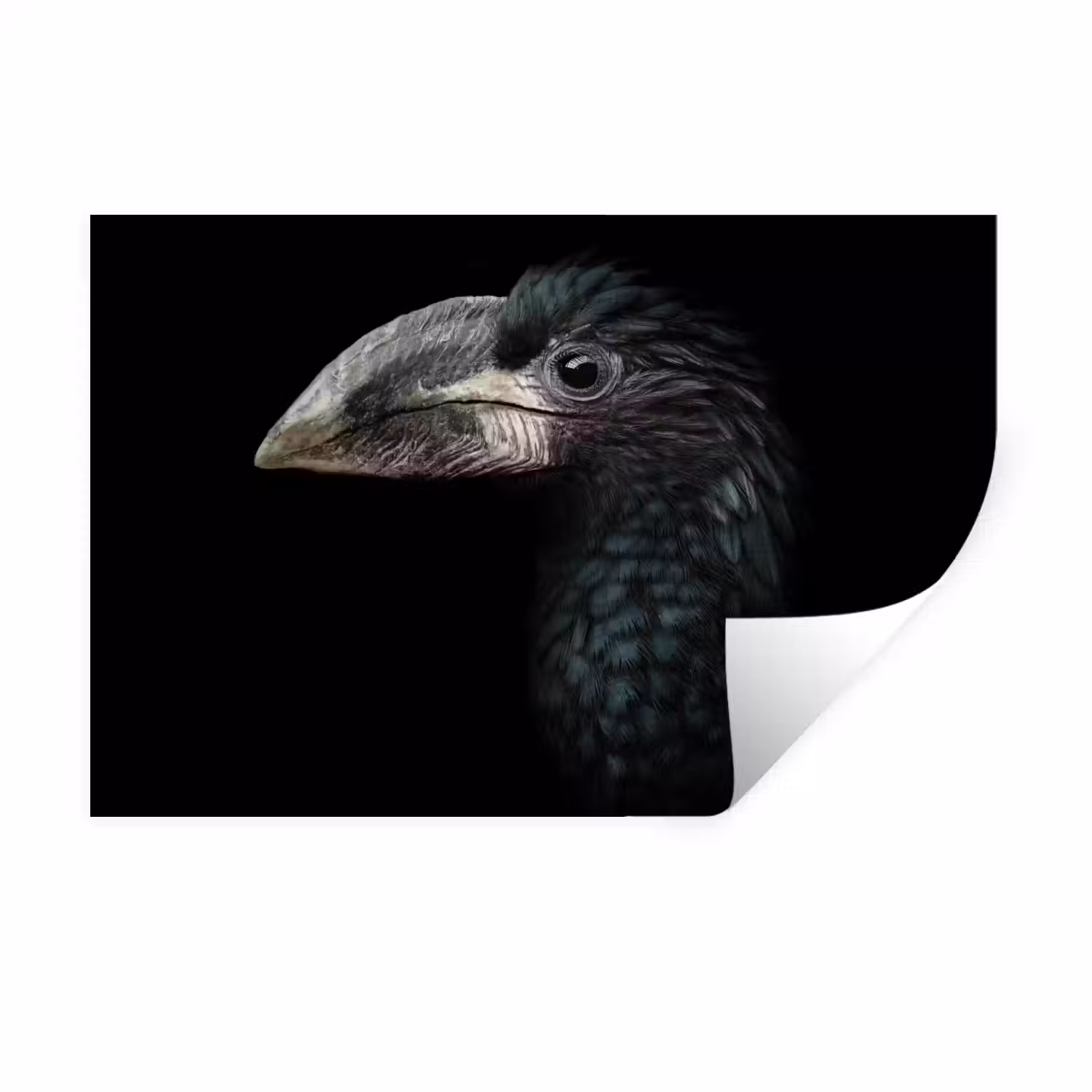 Vogel - Portret - Neushoornvogel - Zwart - Dieren Muursticker klein -3d