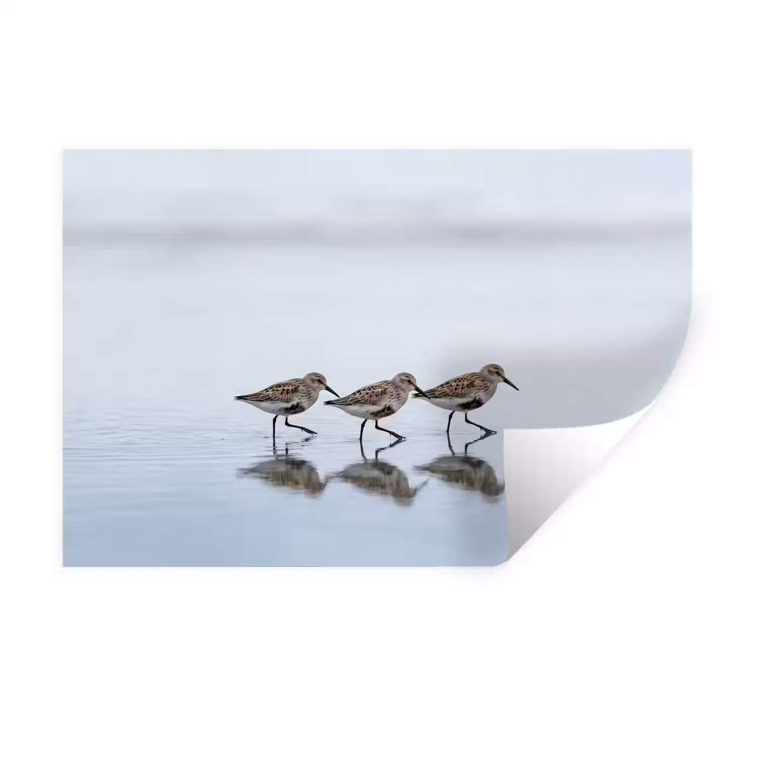 Vogels - Water - Grijs Muursticker klein -3d