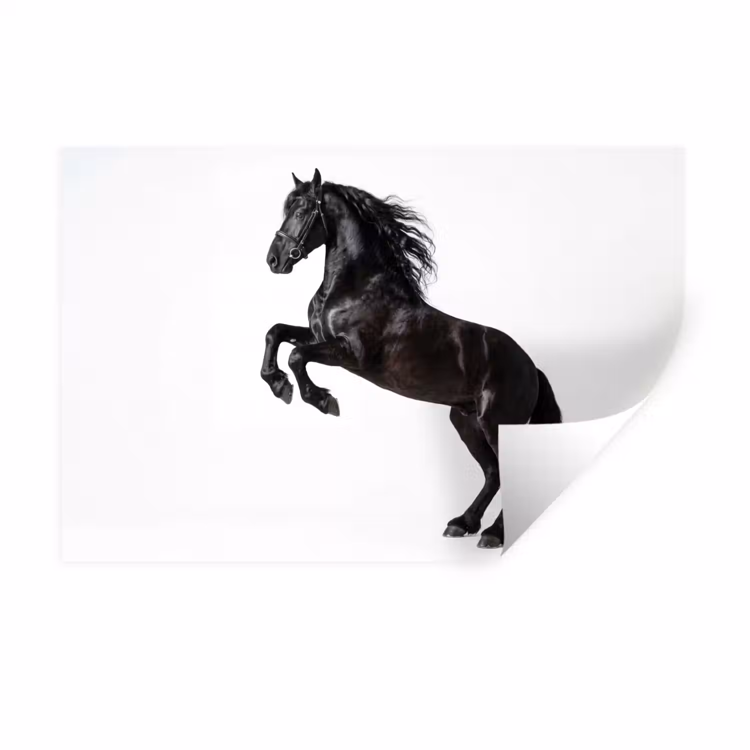 Zwart - Paard - Portret Muursticker klein -3d