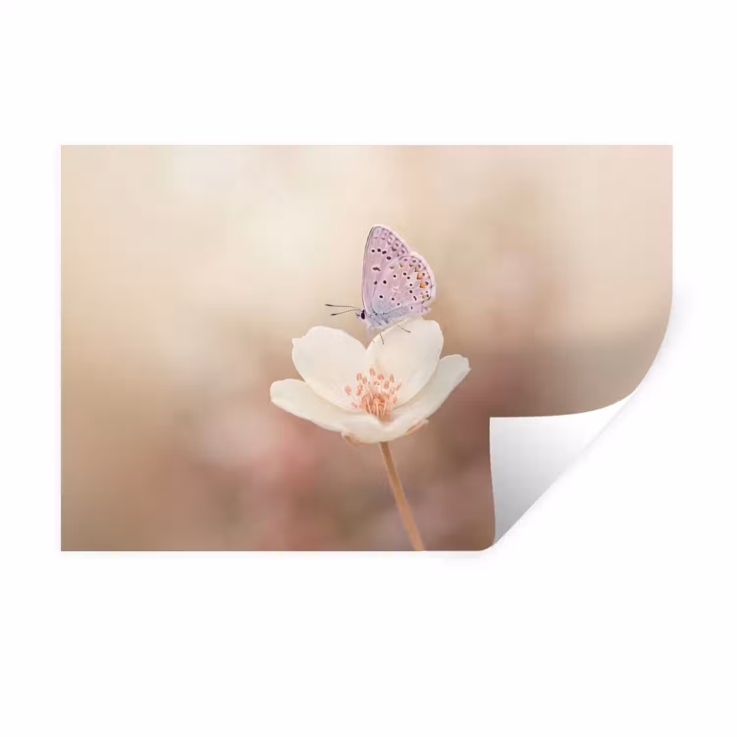 Vlinder - Bloem - Blauw Muursticker klein -3d