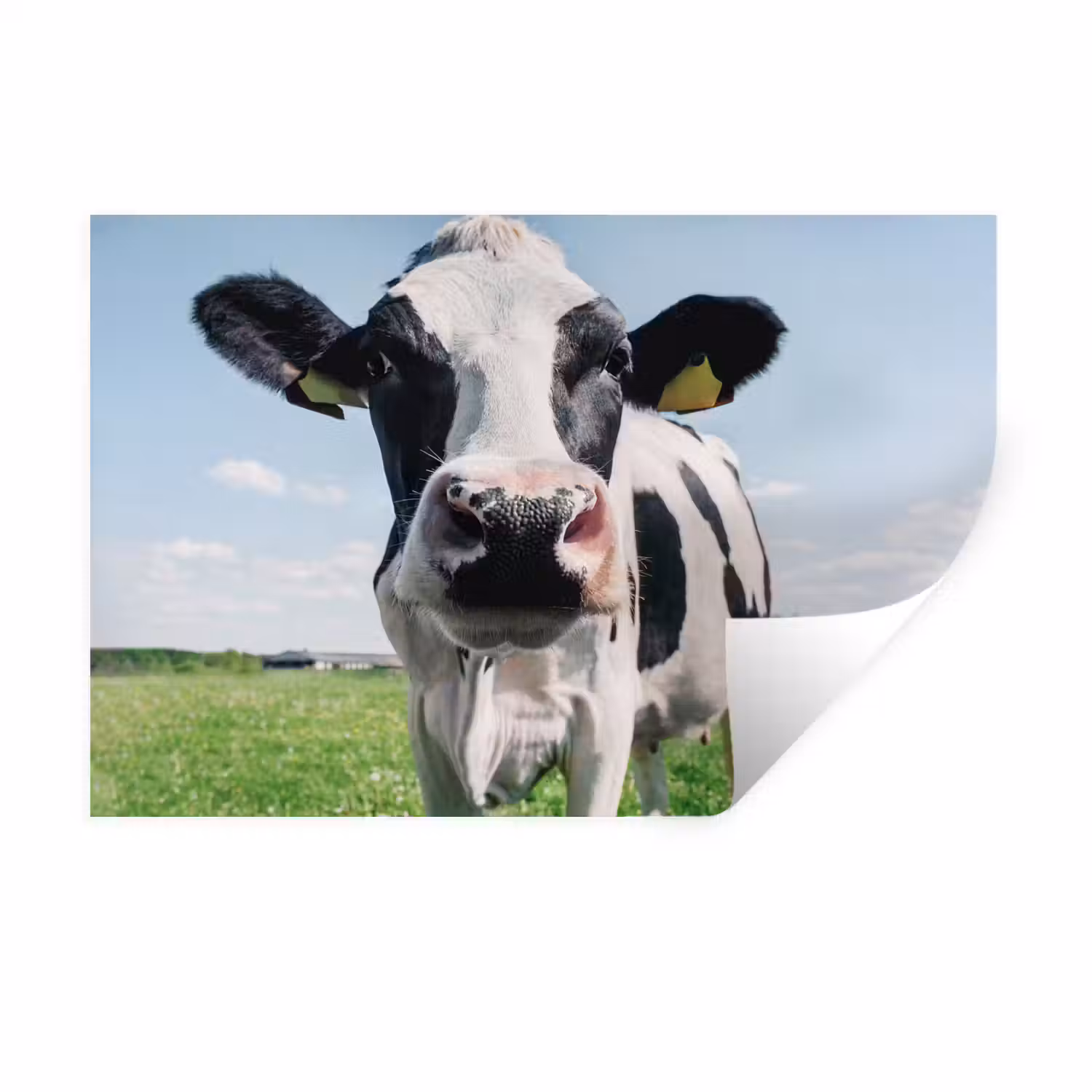 Koe - Weiland - Natuur - Dieren - Gras Muursticker klein -3d