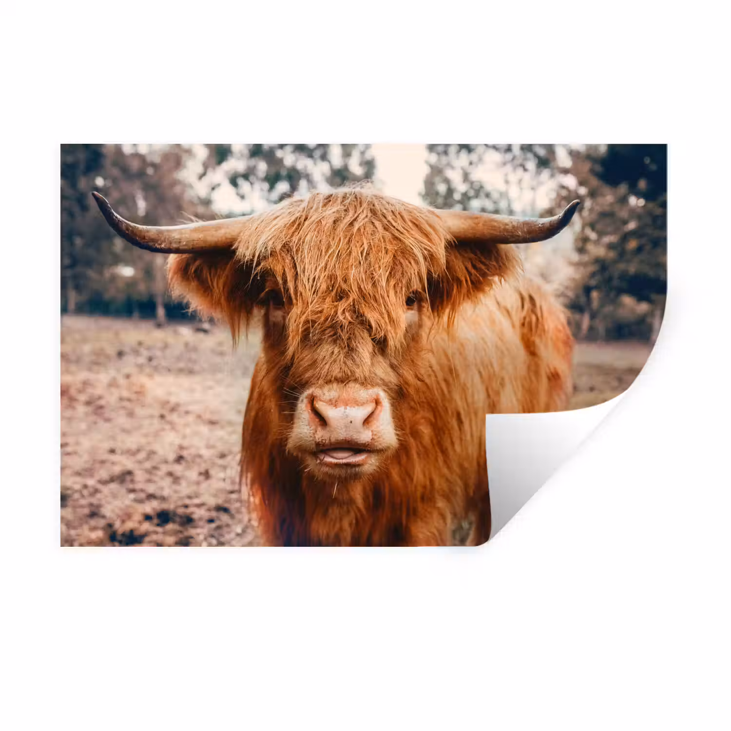 Koe- Schotse hooglander - Hoorns - Bruin - Landschap Muursticker klein -3d